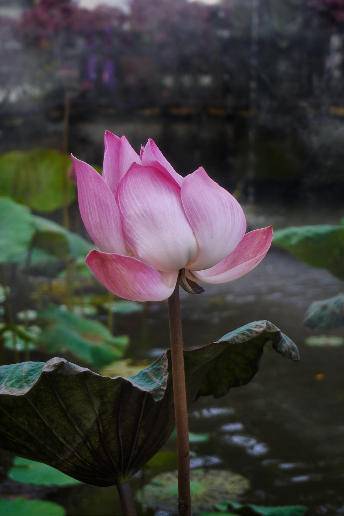 Bali - A Collection of Moments