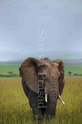 Maasai Mara - A Moment Apart