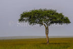 Maasai Mara - Tree of Life (Landscape)