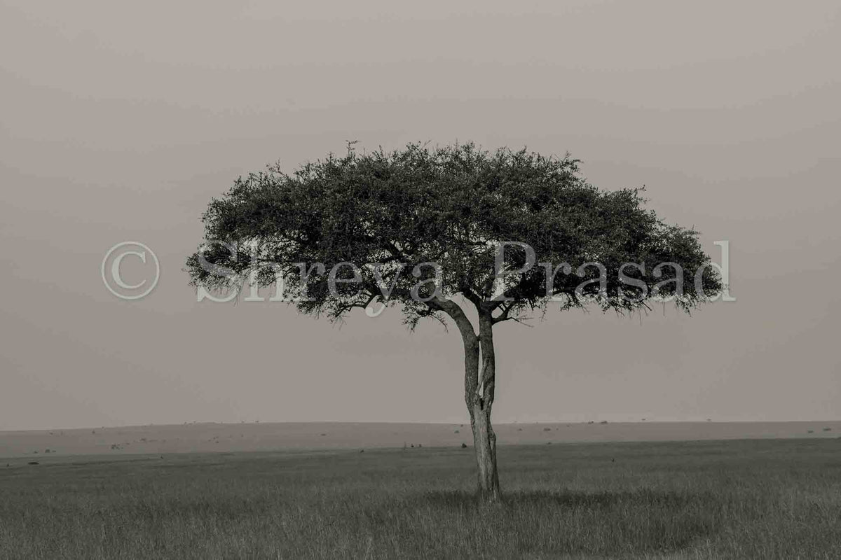 Maasai Mara - Tree of Life (Landscape)