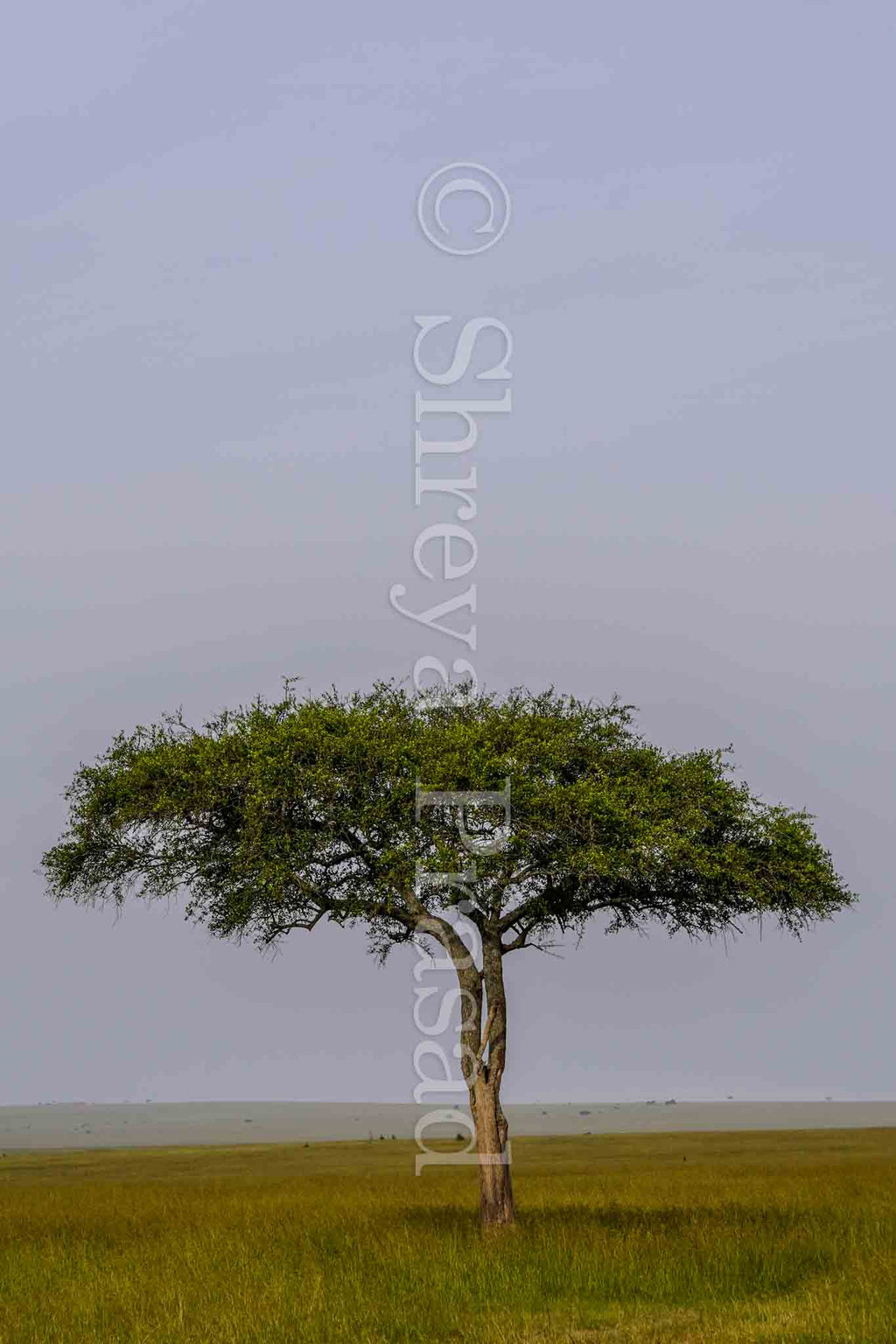 Maasai Mara - Tree of Life (Portrait)