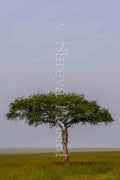 Maasai Mara - Tree of Life (Portrait)