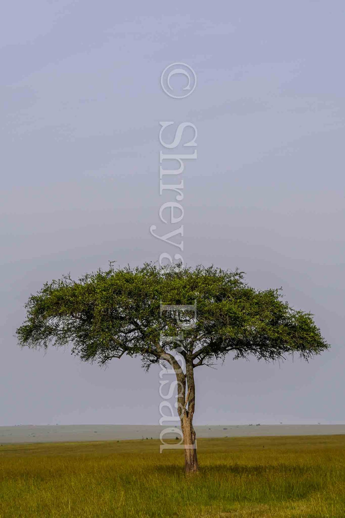 Maasai Mara - Tree of Life (Portrait)