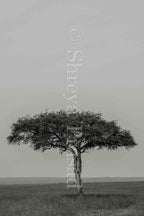 Maasai Mara - Tree of Life (Portrait)