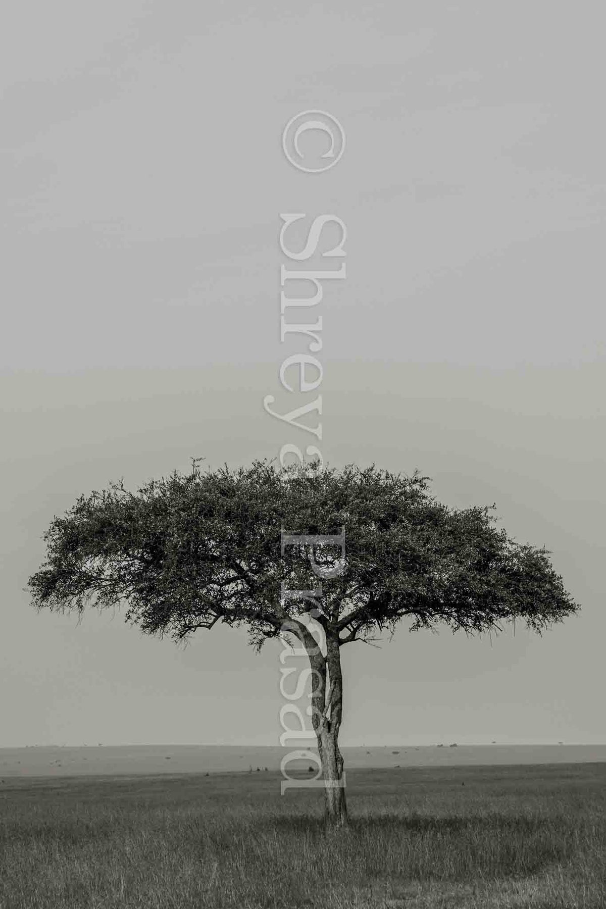 Maasai Mara - Tree of Life (Portrait)
