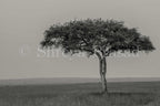 Maasai Mara - Tree of Life (Landscape)