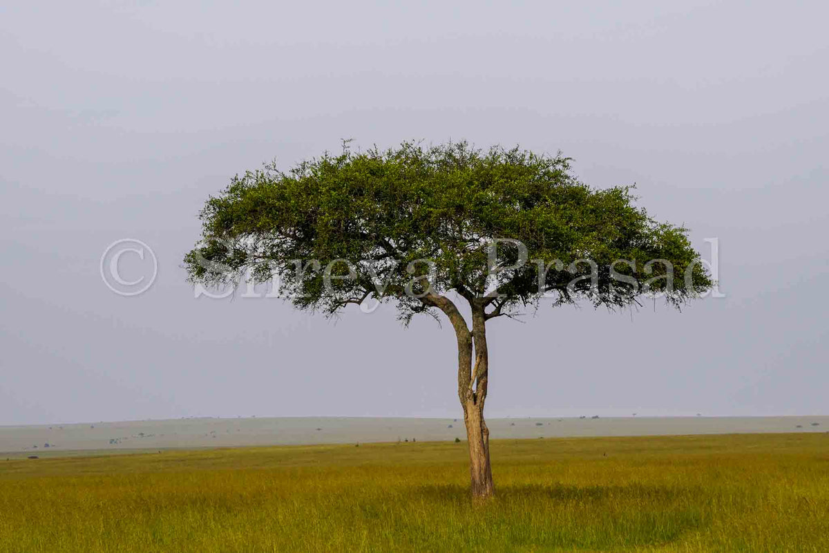 Maasai Mara - Tree of Life (Landscape)