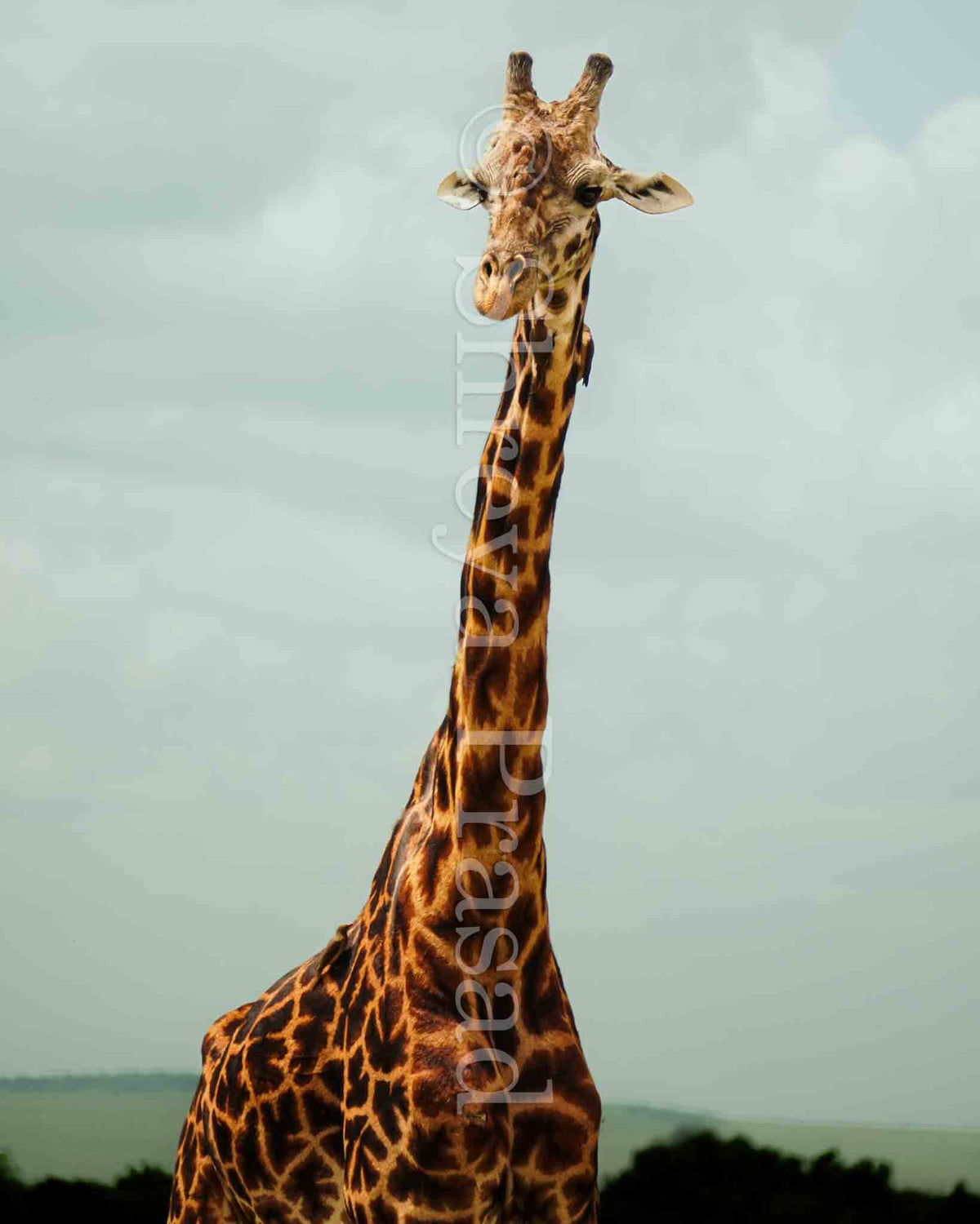 Maasai Mara - A Gentle Giant