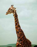 Maasai Mara - Hitchhikers