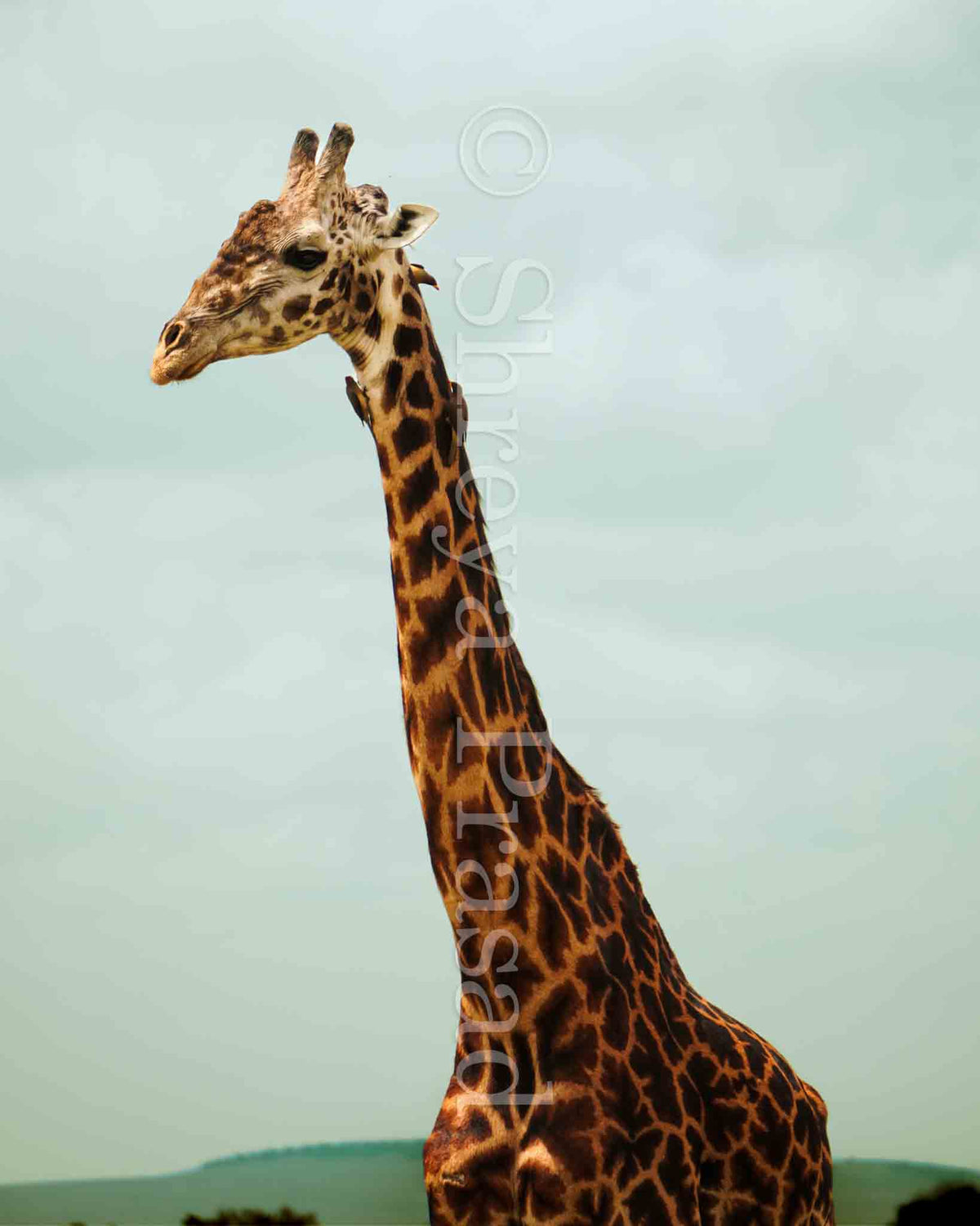 Maasai Mara - Hitchhikers