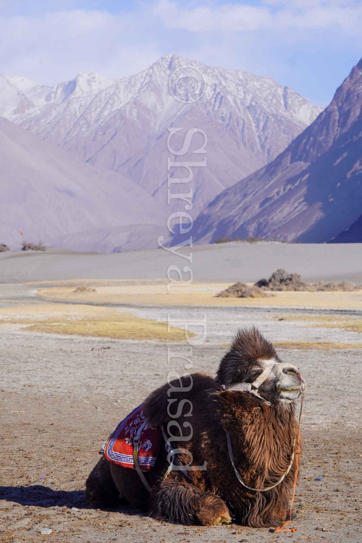 Ladakh - A Camel at Rest Below the Himalayas