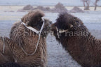 Ladakh - Double-Humped Camels of Nubra Valley