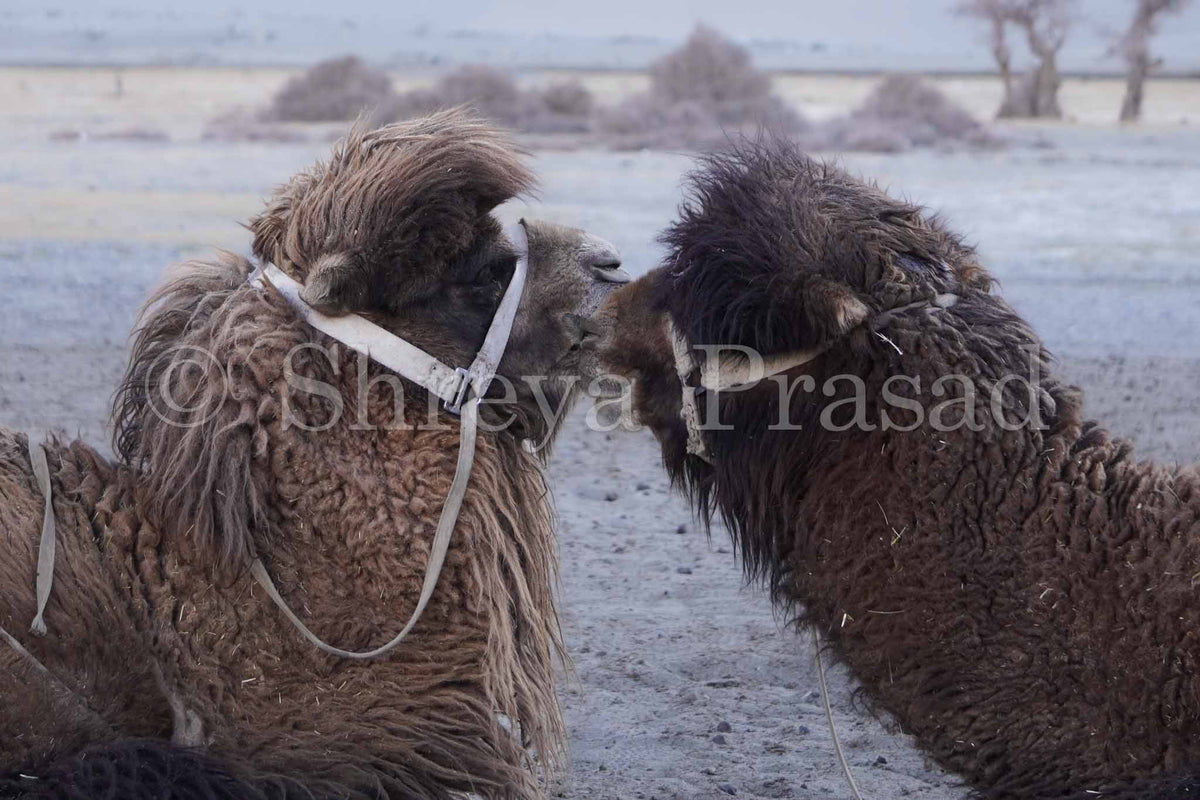 Ladakh - Double-Humped Camels of Nubra Valley