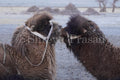 Ladakh - Double-Humped Camels of Nubra Valley