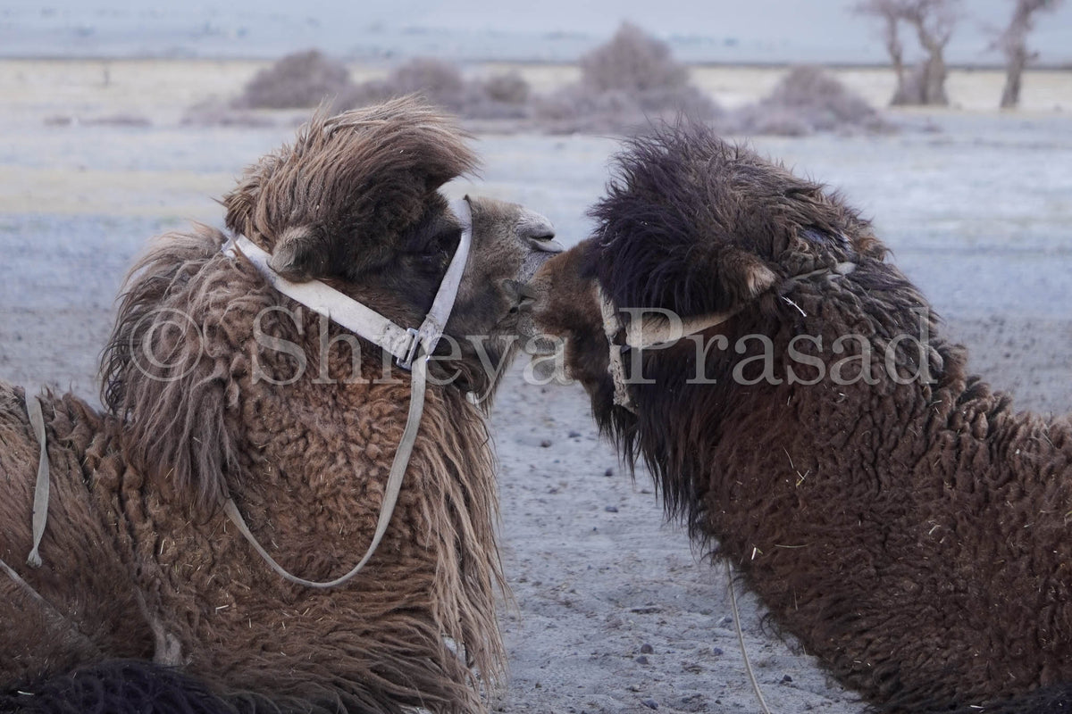 Ladakh - Double-Humped Camels of Nubra Valley