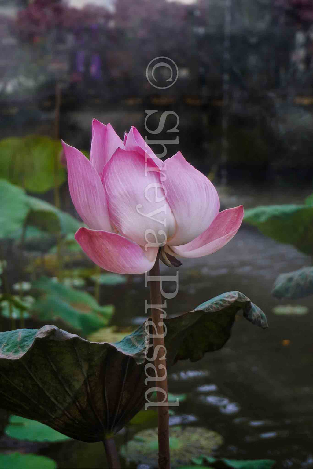Bali - In Still Waters of Ubud's Water Palace