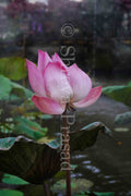 Bali - In Still Waters of Ubud's Water Palace