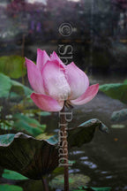 Bali - A Collection of Moments