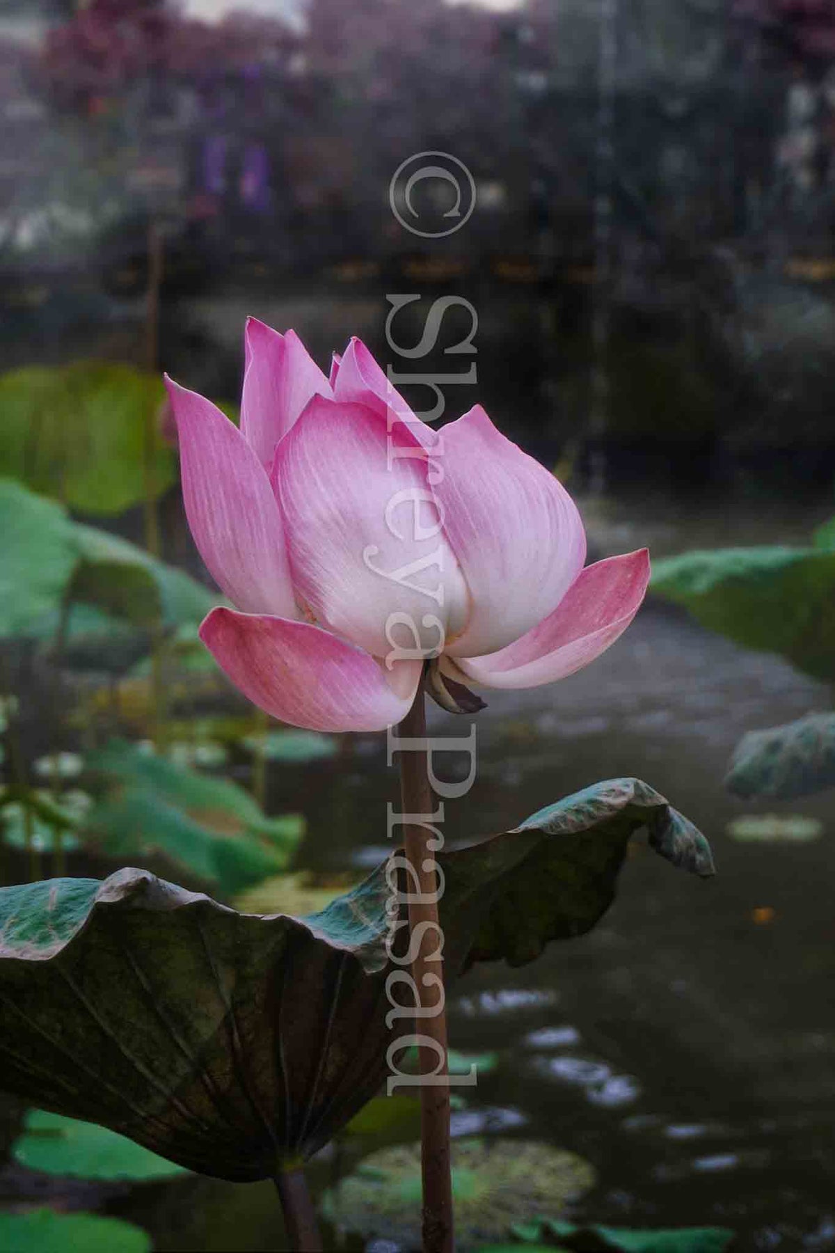 Bali - A Collection of Moments